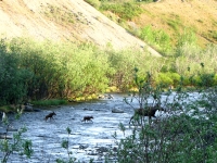 Mama Moose and babies